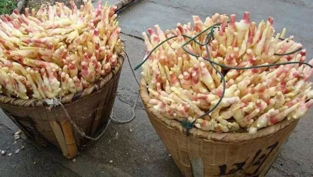 冬季盆栽“生姜”，2元钱1小瓶“药”一年翻20倍，盆盆爆满“姜”