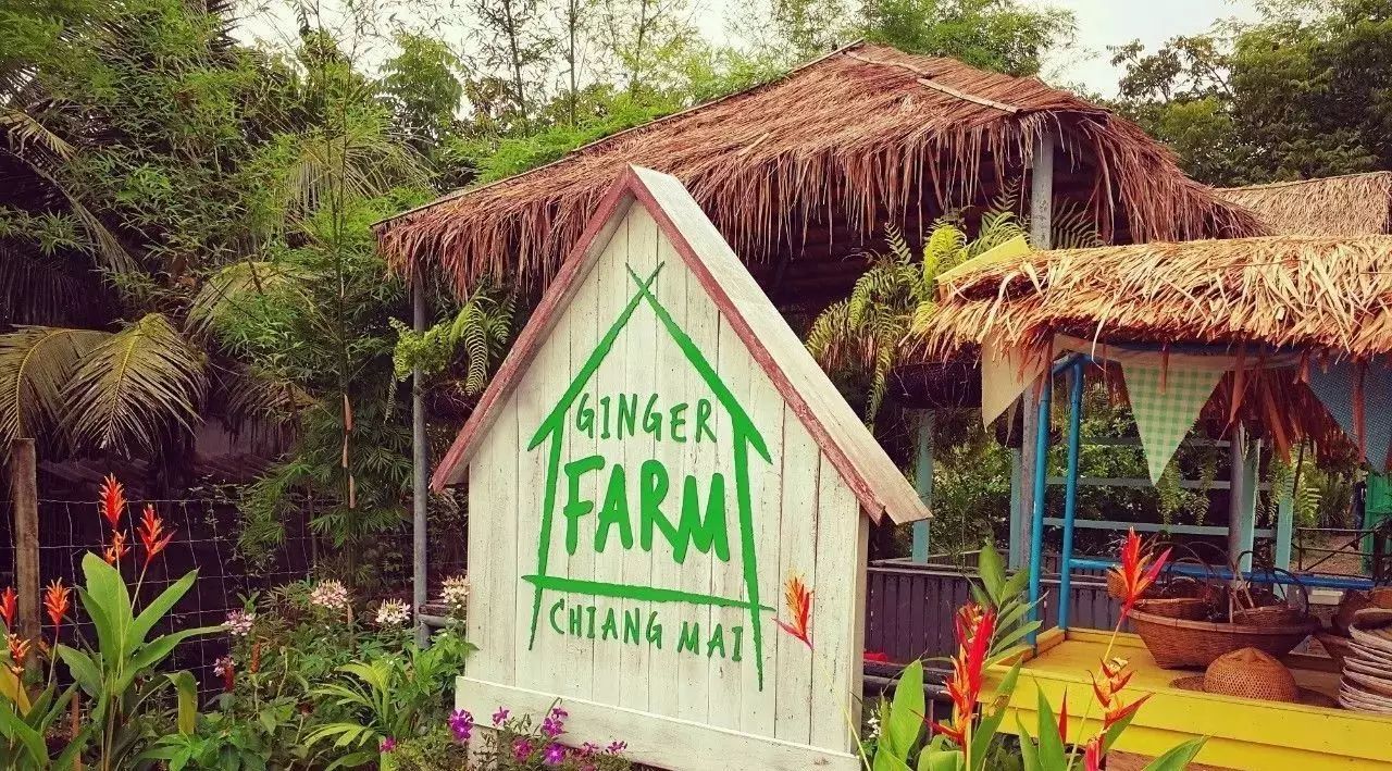 【清迈】GINGER FARM里的泰国农家乐,可以举办生日趴体,10月份假期日托班信息在贴底-七不姜 生姜养生网-明德CSA生态姜园&明安农业