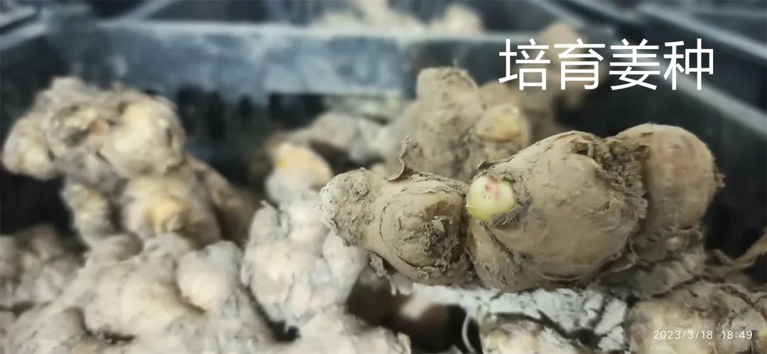 生姜养生-撸起袖子,家庭盆栽及庭院种姜了..薑有佛心 孝道,家庭种姜“富贵竹” 。预定七不姜种、普通姜种、种姜指导 生姜养生-撸起袖子,家庭盆栽及庭院种姜了..薑有佛心 孝道,家庭种姜“富贵竹” 。预定七不姜种、普通姜种、种姜指导