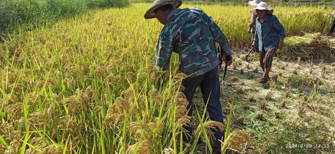 *╭︎( ˙º˙)╯︎*七不水稻秋收 明安农业田园油画展!我们是不是该知足 珍惜一切 就算没有拥有.... *╭︎( ˙º˙)╯︎*七不水稻秋收 明安农业田园油画展!我们是不是该知足 珍惜一切 就算没有拥有....