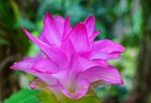 世界最大姜园在广州，带你到植物园看“大莪术”-七不姜 生姜养生网-明德CSA生态姜园&明安农业