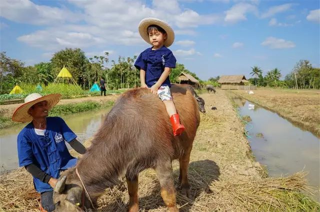 清迈 | 这家开业不久的亲子农庄,太让人动心。 清迈 | 这家开业不久的亲子农庄,太让人动心。