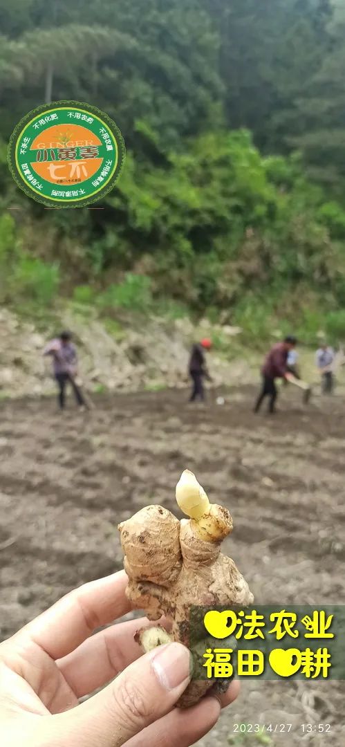 2023年4月-5月 七不姜春播图!家庭厨房生姜如何去皮切片 七不姜5月促销优惠劵 2023年4月-5月 七不姜春播图!家庭厨房生姜如何去皮切片 七不姜5月促销优惠劵