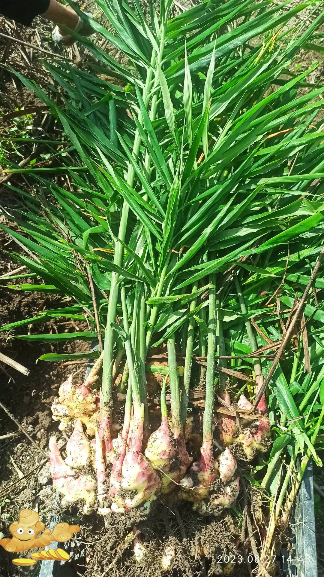 中秋国庆 七不姜赞歌-浙江仙居 七不小黄姜 鲜嫩姜 新鲜 上市现采现发;秋收水稻大米预售特惠 送七不自酿会员定制白酒中秋赠品 中秋国庆 七不姜赞歌-浙江仙居 七不小黄姜 鲜嫩姜 新鲜 上市现采现发;秋收水稻大米预售特惠 送七不自酿会员定制白酒中秋赠品