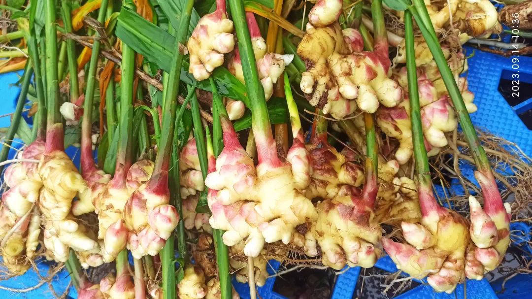 中秋国庆 七不姜赞歌-浙江仙居 七不小黄姜 鲜嫩姜 新鲜 上市现采现发;秋收水稻大米预售特惠 送七不自酿会员定制白酒中秋赠品 中秋国庆 七不姜赞歌-浙江仙居 七不小黄姜 鲜嫩姜 新鲜 上市现采现发;秋收水稻大米预售特惠 送七不自酿会员定制白酒中秋赠品