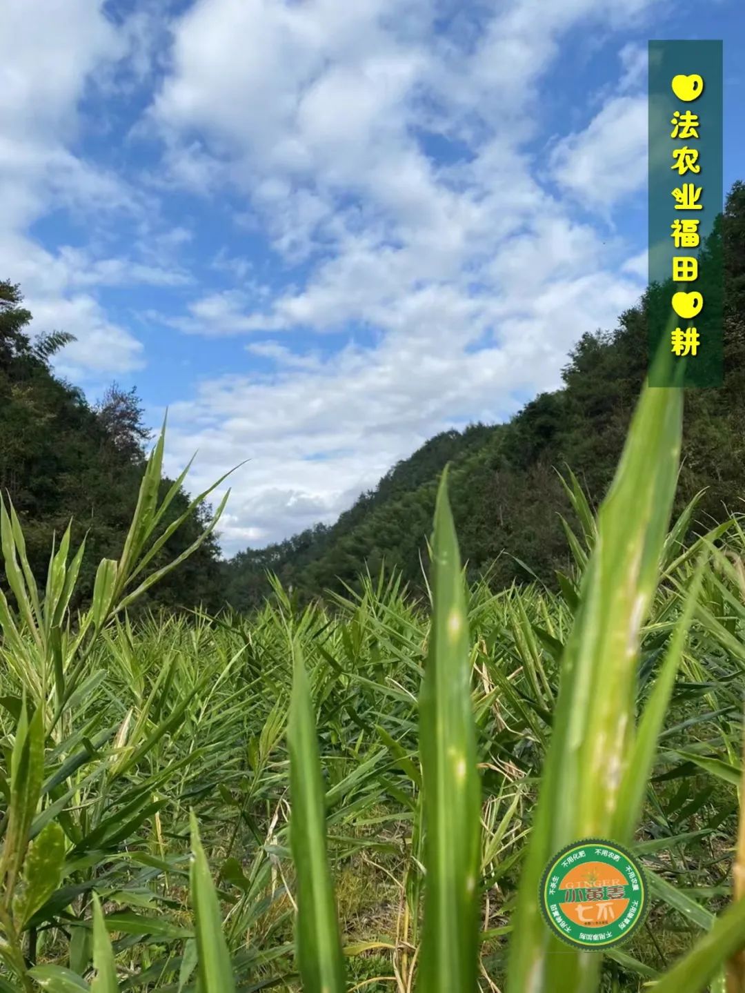 九月中秋套装好礼!送人参酒!中秋快乐!生姜 大米优惠“卷” 经济下行送劵 九月中秋套装好礼!送人参酒!中秋快乐!生姜 大米优惠“卷” 经济下行送劵