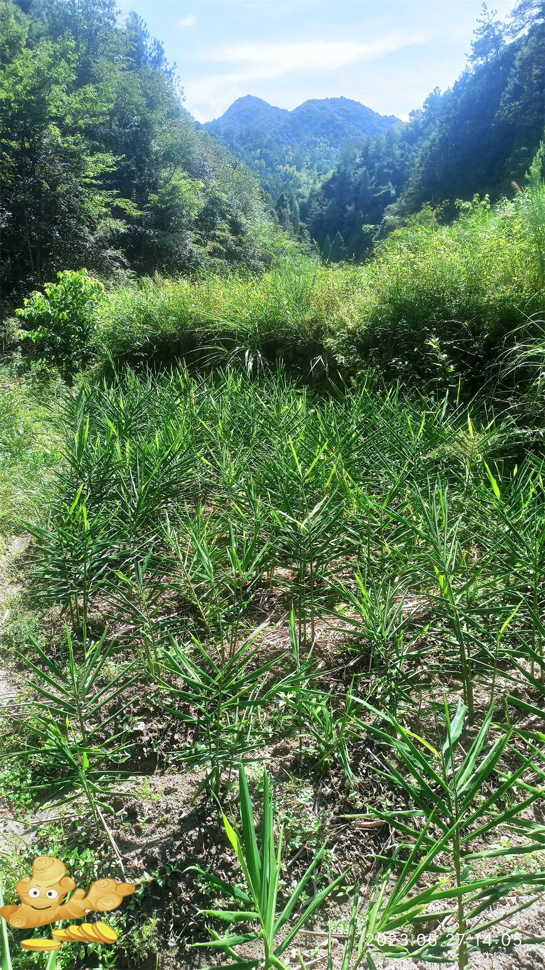 浙江仙居 七不小黄姜 鲜嫩姜 新鲜 超新上市 每周超鲜嫩姜2斤/5斤 生姜鲜姜2023年9月现采现发 生态自然 明安心法农业