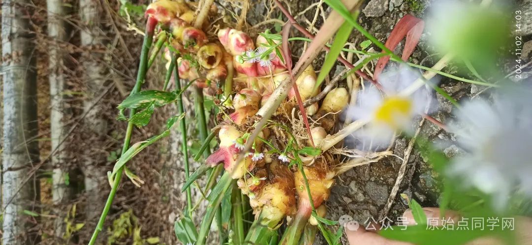 (广告)双11 除了七不姜,今天什么姜都别买！