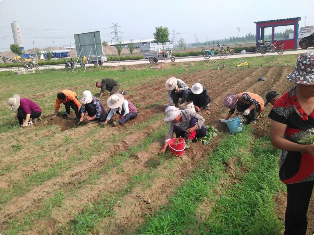 姜园乡土夏日忙 只为金秋好丰收!(●'◡'●)5月春耕春播 2023年七不姜预售预定 姜园乡土夏日忙 只为金秋好丰收!(●'◡'●)5月春耕春播 2023年七不姜预售预定