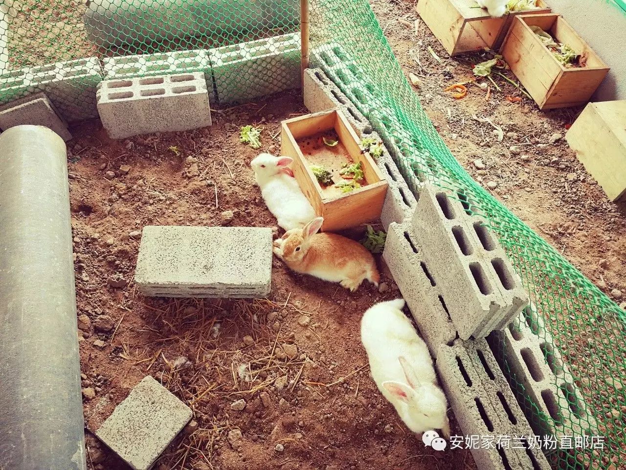 【清迈】GINGER FARM里的泰国农家乐,可以举办生日趴体,10月份假期日托班信息在贴底 【清迈】GINGER FARM里的泰国农家乐,可以举办生日趴体,10月份假期日托班信息在贴底