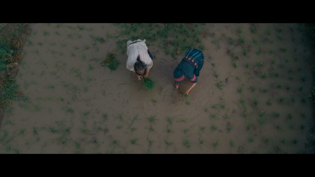 七不红米水稻9月11日上市现货销售-新米限时特惠 家庭大米专场:红米/糯米/ 黑米/泰两优217/中浙优H7 品种多质量优 七不红米水稻9月11日上市现货销售-新米限时特惠 家庭大米专场:红米/糯米/ 黑米/泰两优217/中浙优H7 品种多质量优