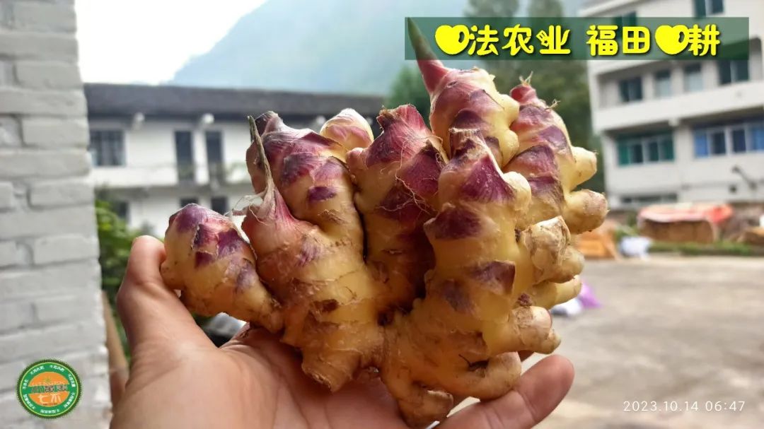 双11活动 特惠套装 浙江仙居 七不小黄姜 鲜姜 新上市 现发 生态自然 明安心法农业 双11活动 特惠套装 浙江仙居 七不小黄姜 鲜姜 新上市 现发 生态自然 明安心法农业