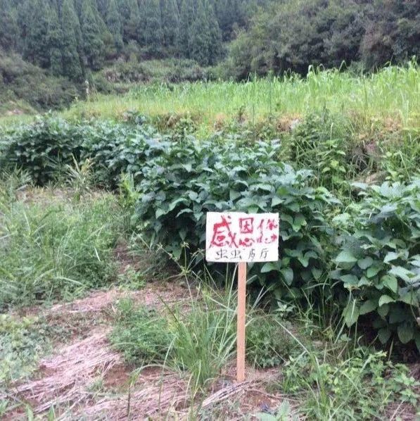 2023年七不姜春耕 明安农业告动物虫鸟书:尊敬的诸位动物虫鸟先生小姐们,七不小黄姜宝贝们 ...耕好自家心田 洒满大千世界-七不姜 生姜养生网-明德CSA生态姜园&明安农业