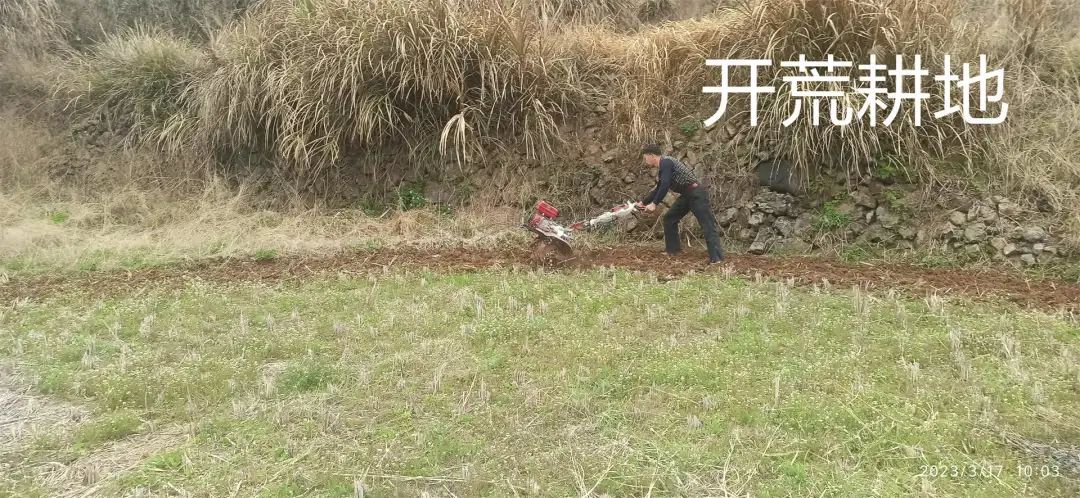 生姜养生-撸起袖子,家庭盆栽及庭院种姜了..薑有佛心 孝道,家庭种姜“富贵竹” 。预定七不姜种、普通姜种、种姜指导 生姜养生-撸起袖子,家庭盆栽及庭院种姜了..薑有佛心 孝道,家庭种姜“富贵竹” 。预定七不姜种、普通姜种、种姜指导