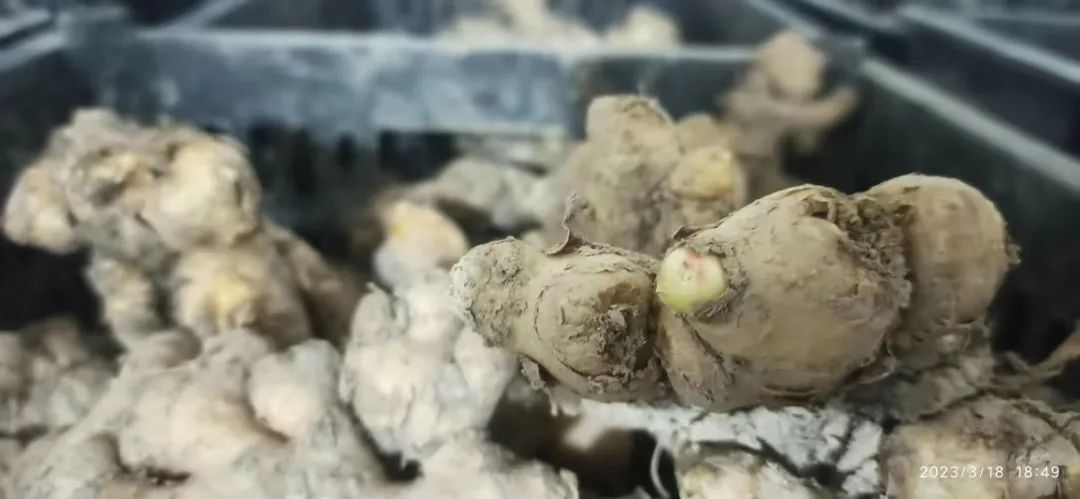 生姜养生-撸起袖子，家庭盆栽及庭院种姜了..薑有佛心 孝道,家庭种姜“富贵竹” 。预定七不姜种、普通姜种、种姜指导