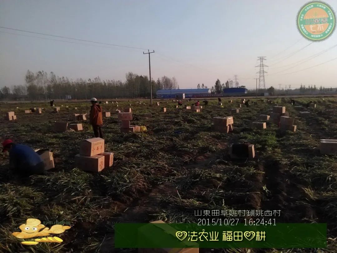 【2015年七不”生态养植小黄姜秋收感恩节】之一 山东曲阜庆典篇 2015.10.24