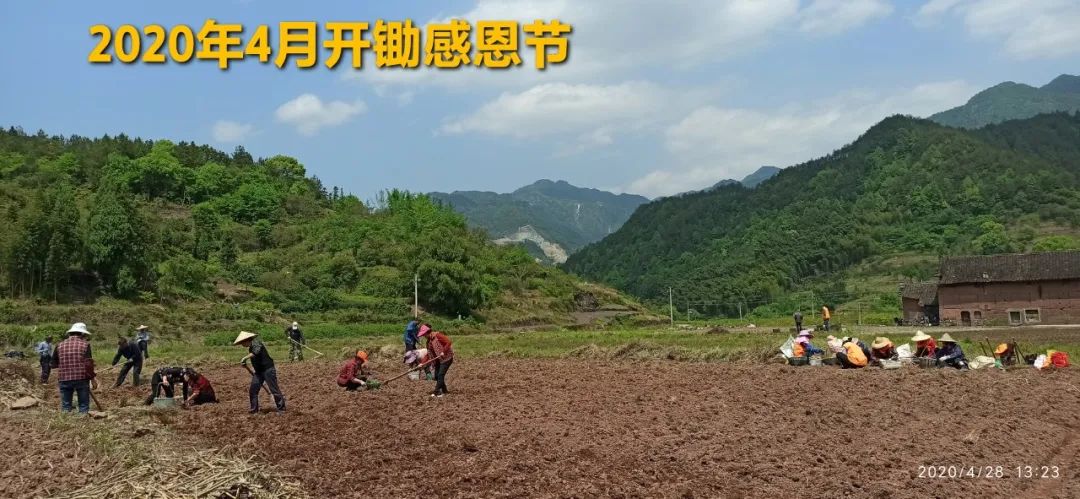 2020年七不小黄姜秋收感恩节邀请函 11月8日-15日 心法农业 福田心耕 欢喜农耕 心悦自然（浙江仙居仁庄村）