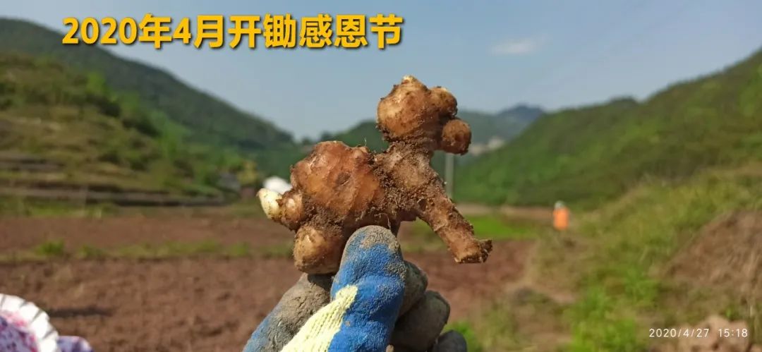 秋收告动物虫鸟书：尊敬的诸位动物虫鸟先生小姐们，七不小黄姜宝贝们