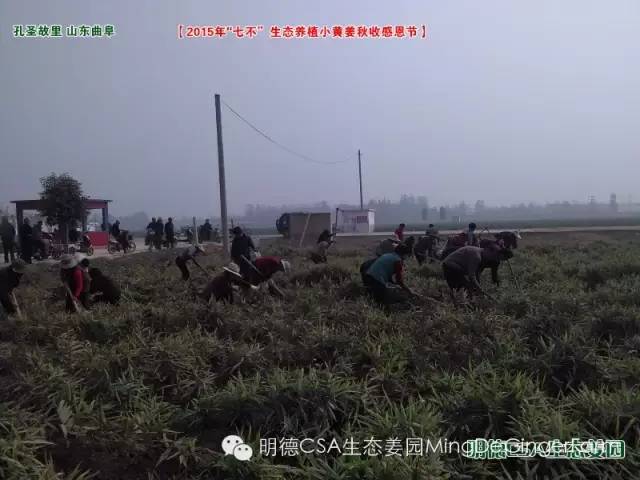 【2015年七不”生态养植小黄姜秋收感恩节】之一 山东曲阜庆典篇 2015.10.24