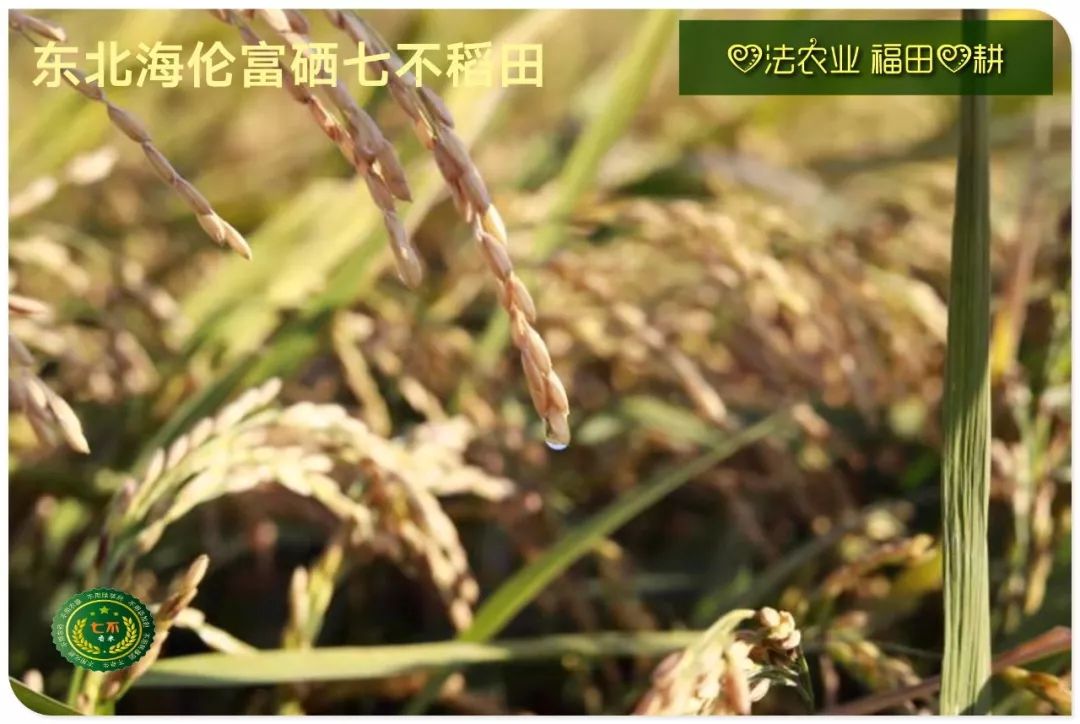 庆祝海伦寒地黑土七不香稻秋收