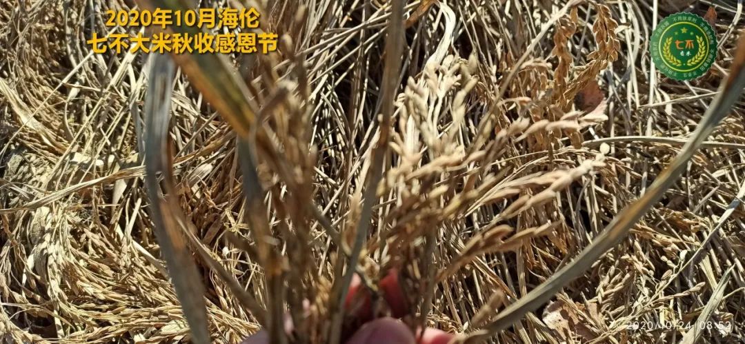 【海伦七不水稻秋收报恩健康行】海伦寒地黑土七不香稻秋收采风 2020.10.24 【海伦七不水稻秋收报恩健康行】海伦寒地黑土七不香稻秋收采风 2020.10.24