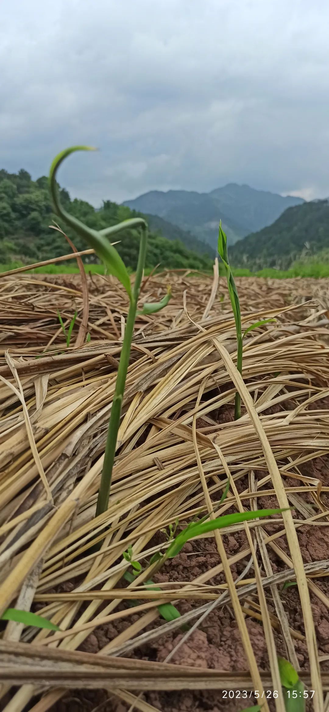 姜园乡土夏日忙 只为金秋好丰收!(●'◡'●)5月春耕春播 2023年七不姜预售预定 姜园乡土夏日忙 只为金秋好丰收!(●'◡'●)5月春耕春播 2023年七不姜预售预定
