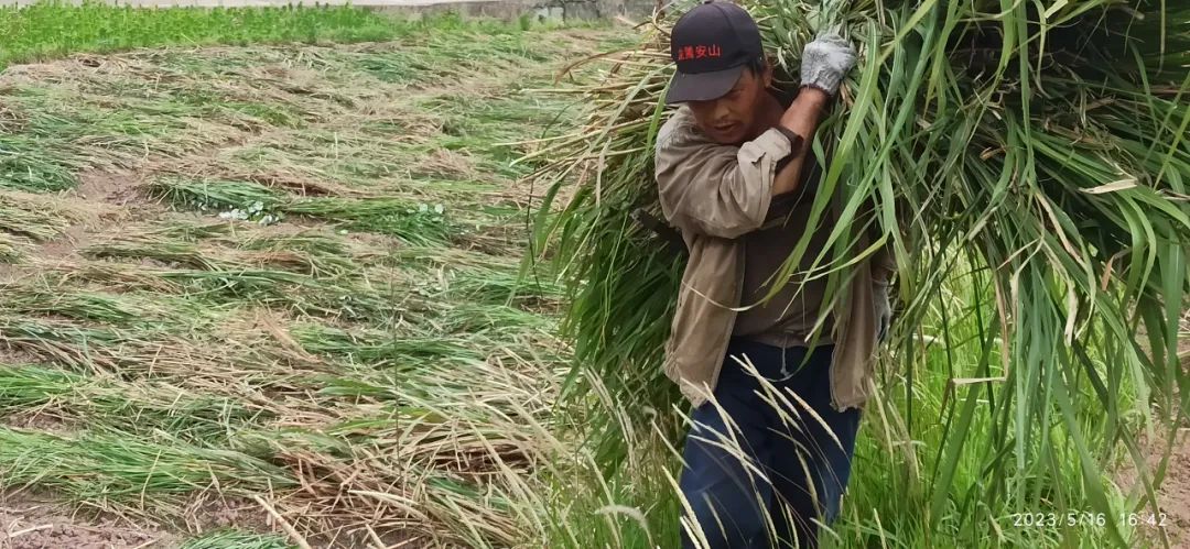 姜园乡土夏日忙 只为金秋好丰收!(●'◡'●)5月春耕春播 2023年七不姜预售预定 姜园乡土夏日忙 只为金秋好丰收!(●'◡'●)5月春耕春播 2023年七不姜预售预定