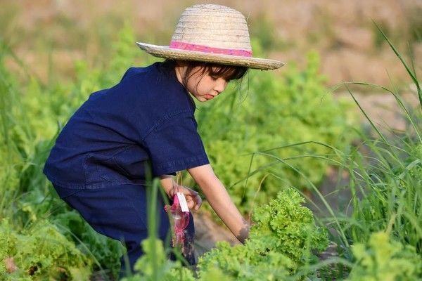 泰国Ginger Farm,30亩土地的亲子农场天天客流爆满! 泰国Ginger Farm,30亩土地的亲子农场天天客流爆满!