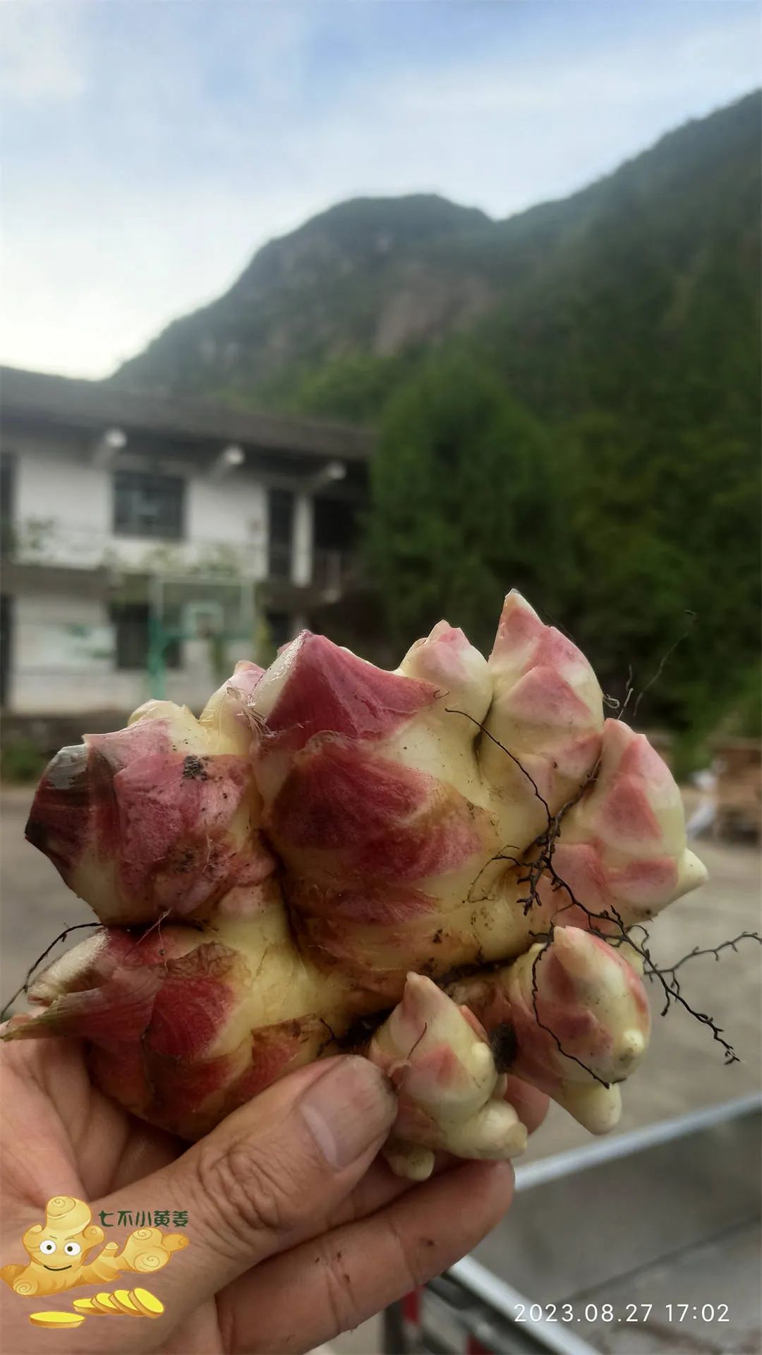 浙江仙居 七不小黄姜 鲜嫩姜 新鲜 超新上市 每周超鲜嫩姜2斤/5斤 生姜鲜姜2023年9月现采现发 生态自然 明安心法农业