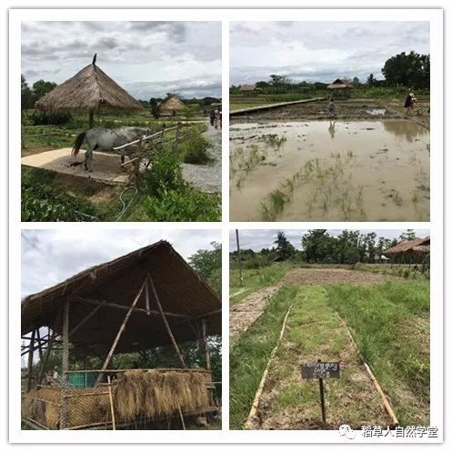 探访清迈Ginger Farm(2018.7.7) 探访清迈Ginger Farm(2018.7.7)