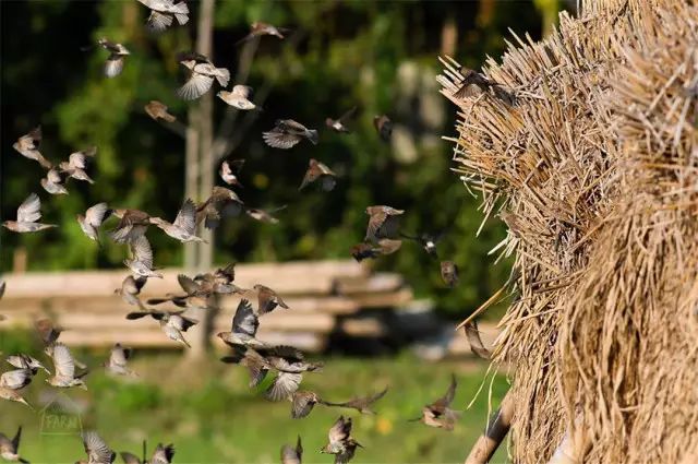 清迈 | 这家开业不久的亲子农庄,太让人动心。 清迈 | 这家开业不久的亲子农庄,太让人动心。