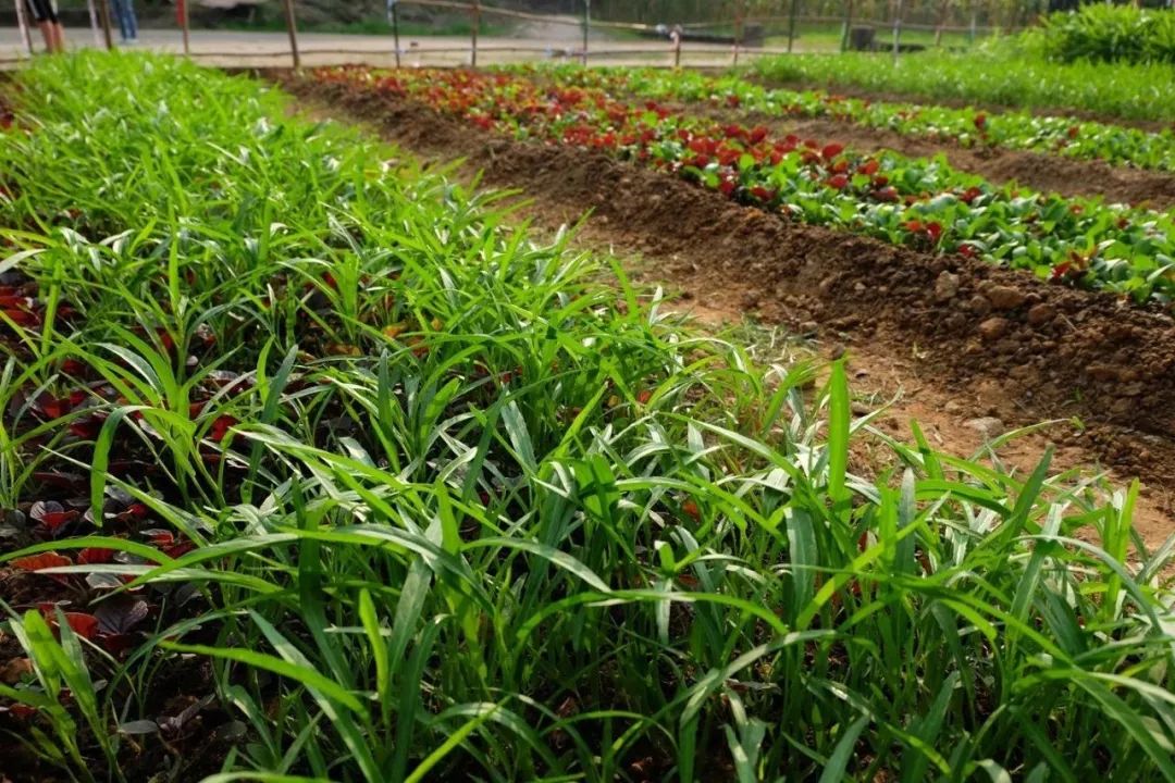 2023年厦门明道国学堂暑期少儿“耕读结合”特色国学夏令营 招生简章 2023年厦门明道国学堂暑期少儿“耕读结合”特色国学夏令营 招生简章