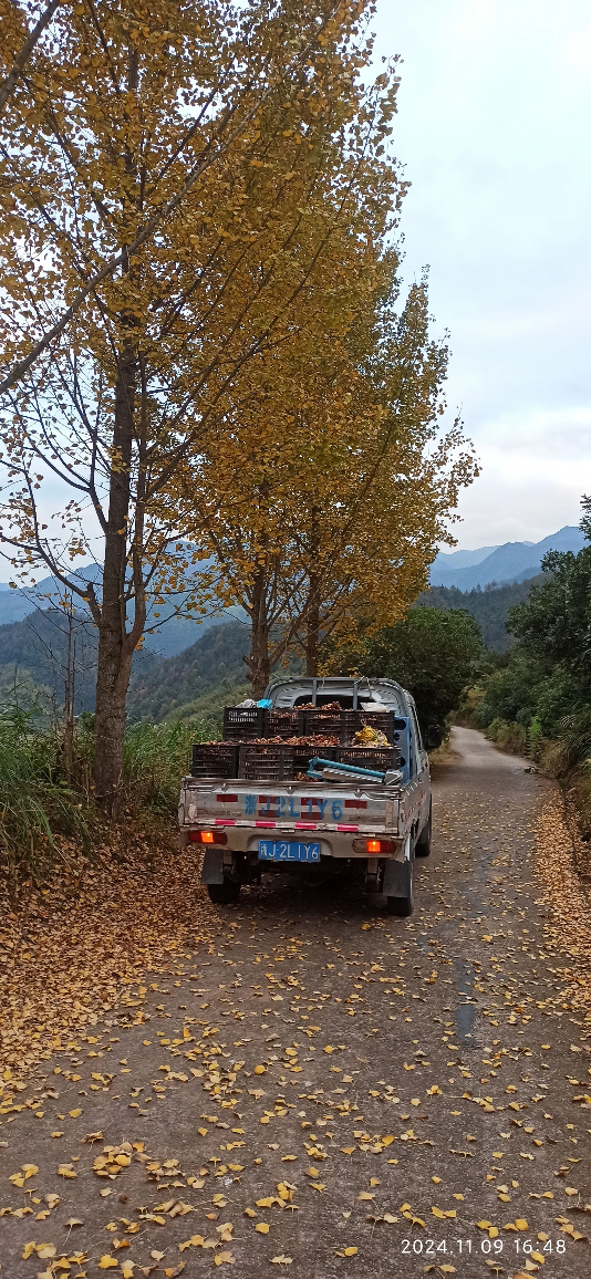 (广告)双11 除了七不姜,今天什么姜都别买！