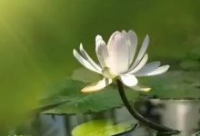 案例分享:帮助耄耋老人走的更安详的案例-七不姜 生姜养生网-明德CSA生态姜园&明安农业