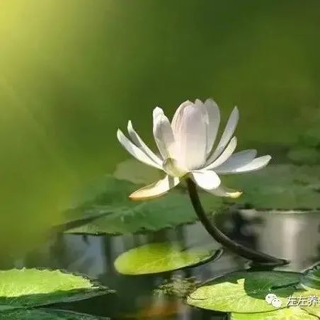 案例分享：帮助耄耋老人走的更安详的案例-七不姜 生姜养生网-明德CSA生态姜园&明安农业
