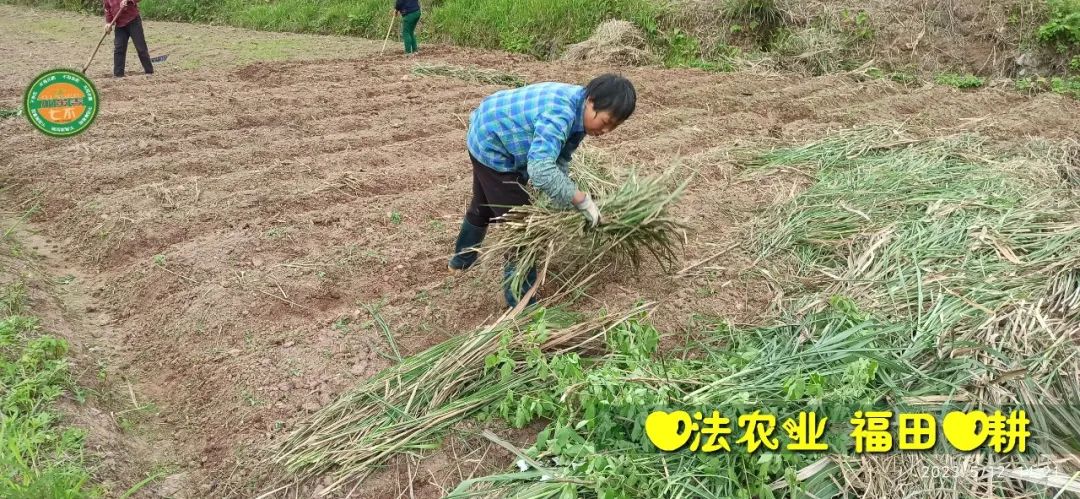 2023年4月-5月 七不姜春播图!家庭厨房生姜如何去皮切片 七不姜5月促销优惠劵 2023年4月-5月 七不姜春播图!家庭厨房生姜如何去皮切片 七不姜5月促销优惠劵