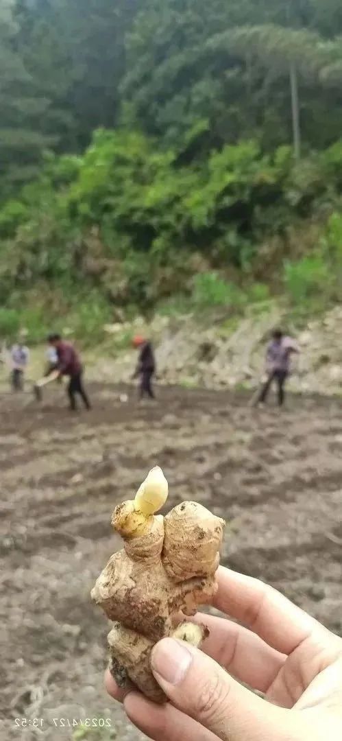 五一节快乐!七不大米3折特惠!不曾下得春时种 空向田头望有秋;欲乘长日劝春耕 努力惜春华:农田 山地 家庭 日本 泰国种姜... 五一节快乐!七不大米3折特惠!不曾下得春时种 空向田头望有秋;欲乘长日劝春耕 努力惜春华:农田 山地 家庭 日本 泰国种姜...