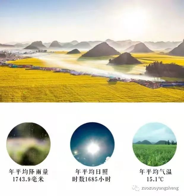 为什么这么强烈推荐这款内热源——姜素