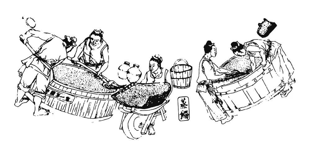 百寒消|被忽视的瑰宝(三):姜的栽培历史 百寒消|被忽视的瑰宝(三):姜的栽培历史