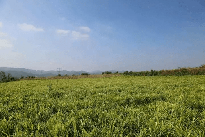 百寒消|被忽视的瑰宝(三):姜的栽培历史 百寒消|被忽视的瑰宝(三):姜的栽培历史