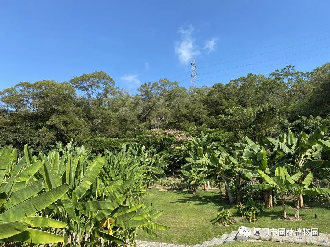 “橙汁”是花不是饮料，旱地里长出莲花...植物园这个园子太神奇了！