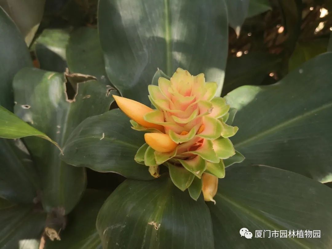 “橙汁”是花不是饮料,旱地里长出莲花...植物园这个园子太神奇了! “橙汁”是花不是饮料,旱地里长出莲花...植物园这个园子太神奇了!