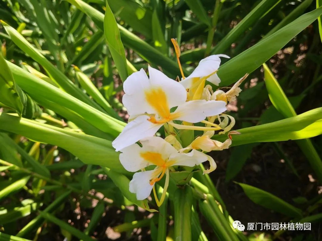 “橙汁”是花不是饮料,旱地里长出莲花...植物园这个园子太神奇了! “橙汁”是花不是饮料,旱地里长出莲花...植物园这个园子太神奇了!