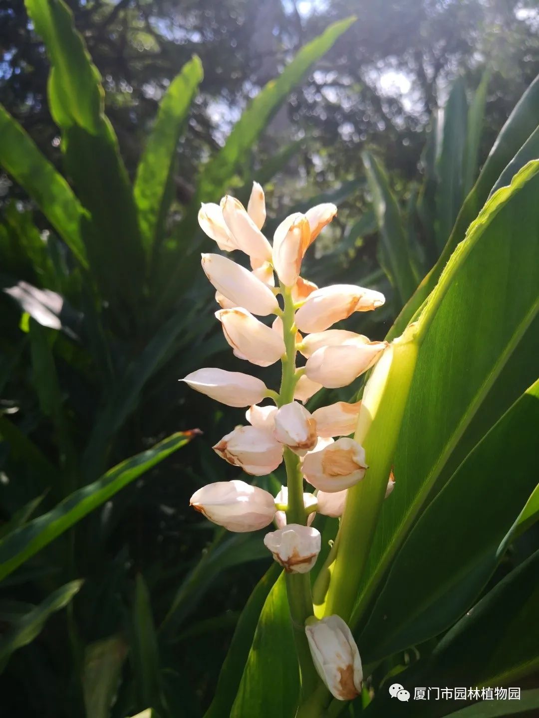 “橙汁”是花不是饮料,旱地里长出莲花...植物园这个园子太神奇了! “橙汁”是花不是饮料,旱地里长出莲花...植物园这个园子太神奇了!