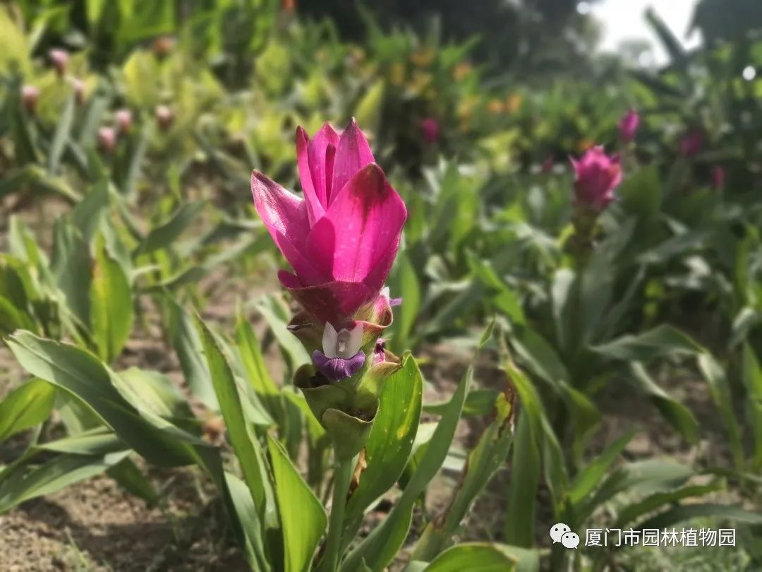 “橙汁”是花不是饮料,旱地里长出莲花...植物园这个园子太神奇了! “橙汁”是花不是饮料,旱地里长出莲花...植物园这个园子太神奇了!