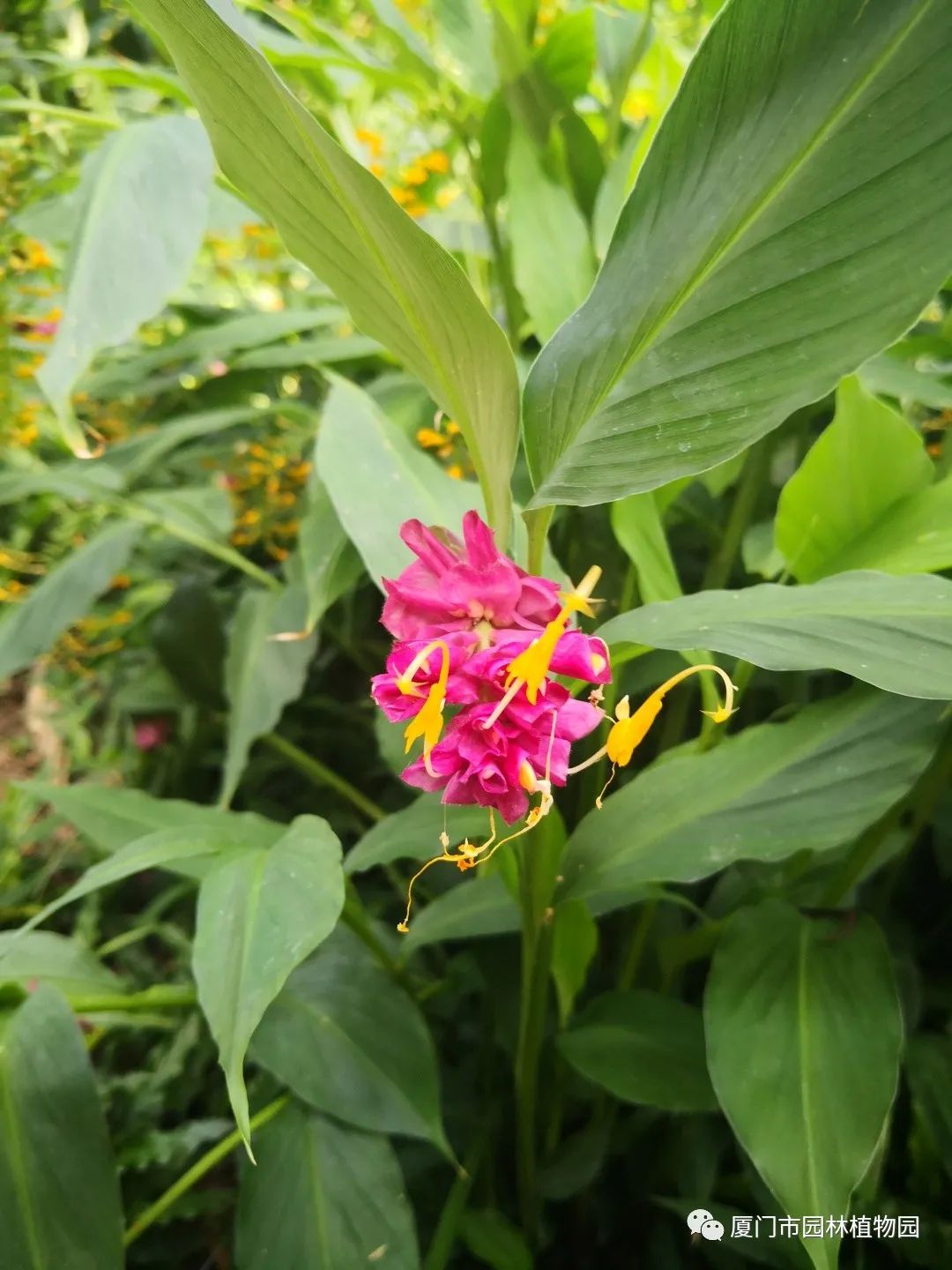 “橙汁”是花不是饮料,旱地里长出莲花...植物园这个园子太神奇了! “橙汁”是花不是饮料,旱地里长出莲花...植物园这个园子太神奇了!