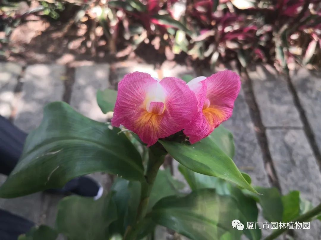 “橙汁”是花不是饮料,旱地里长出莲花...植物园这个园子太神奇了! “橙汁”是花不是饮料,旱地里长出莲花...植物园这个园子太神奇了!