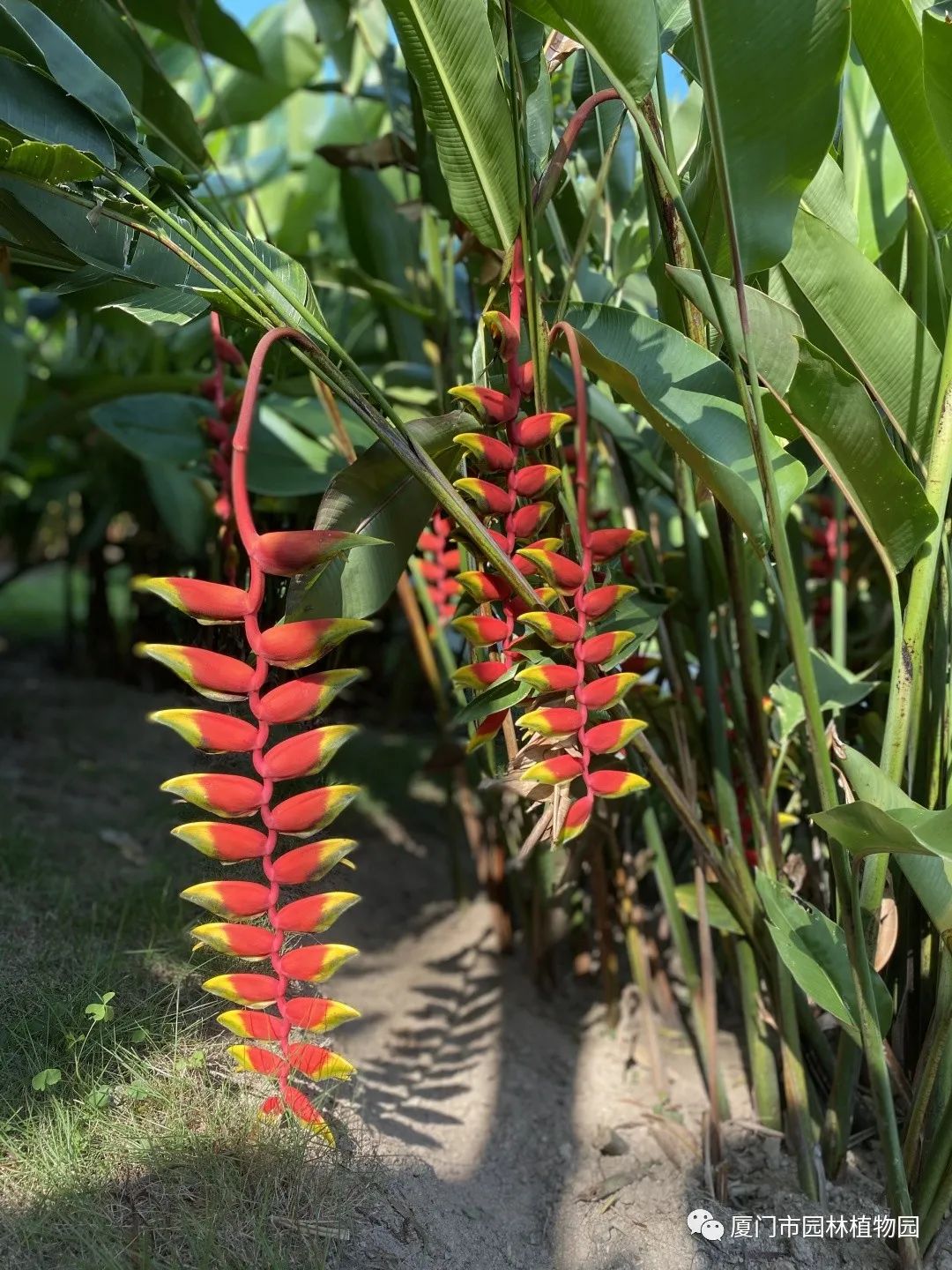 “橙汁”是花不是饮料,旱地里长出莲花...植物园这个园子太神奇了! “橙汁”是花不是饮料,旱地里长出莲花...植物园这个园子太神奇了!