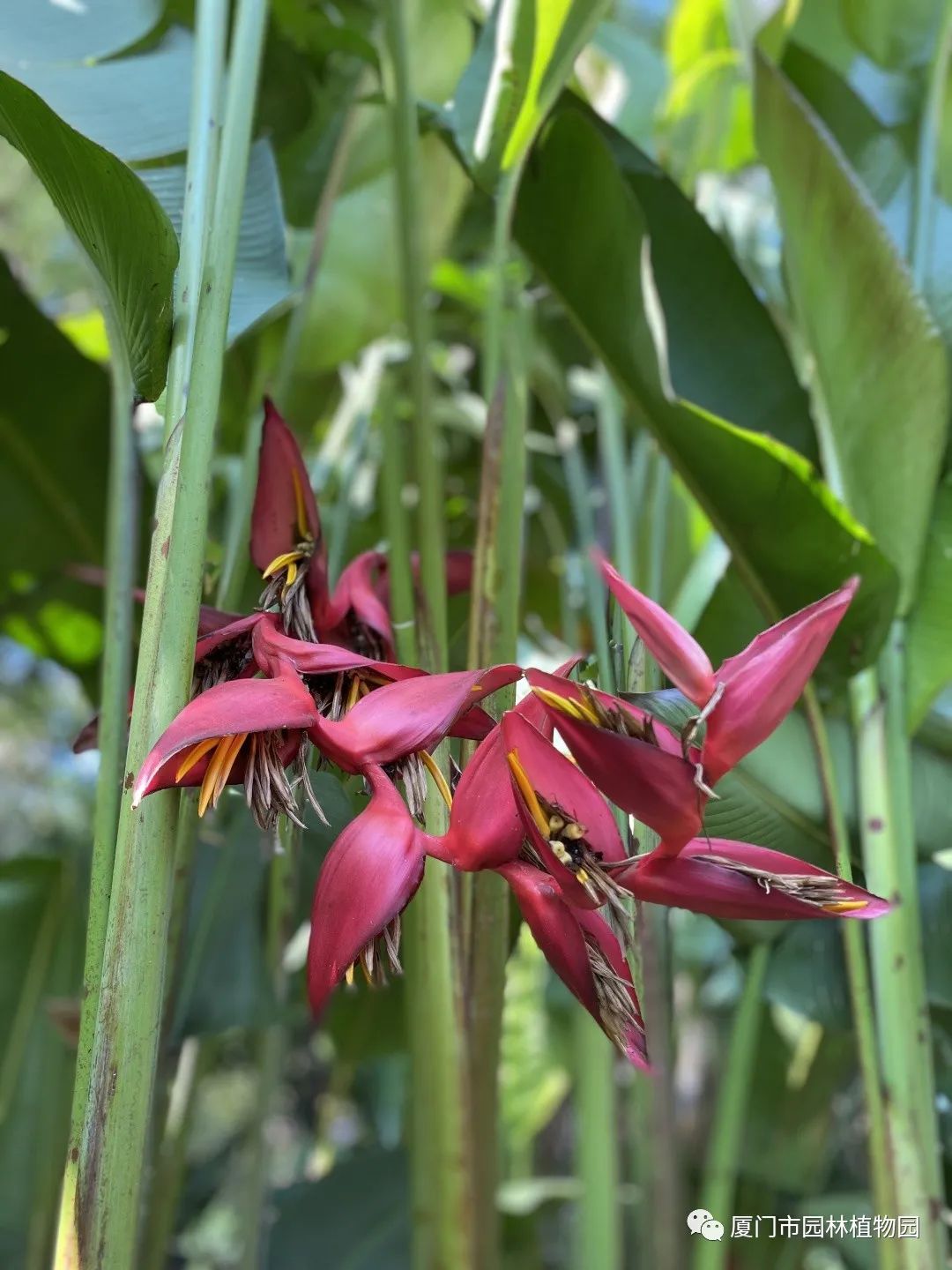 “橙汁”是花不是饮料,旱地里长出莲花...植物园这个园子太神奇了! “橙汁”是花不是饮料,旱地里长出莲花...植物园这个园子太神奇了!