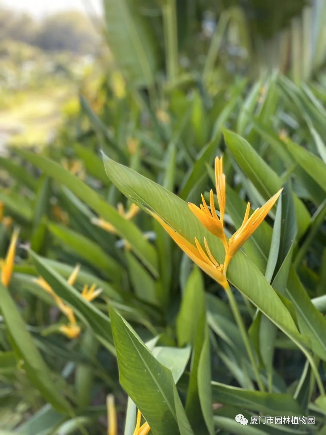 “橙汁”是花不是饮料,旱地里长出莲花...植物园这个园子太神奇了! “橙汁”是花不是饮料,旱地里长出莲花...植物园这个园子太神奇了!